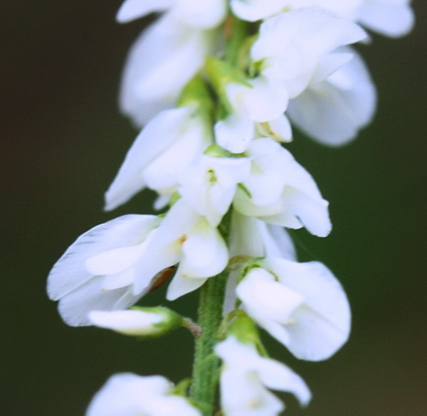 Trigonella alba (=Melilotus albus) / Meliloto bianco